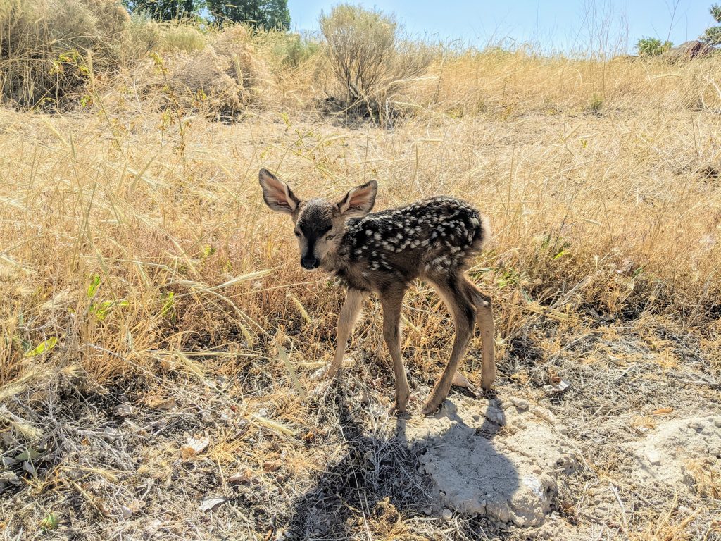 Cute fawn