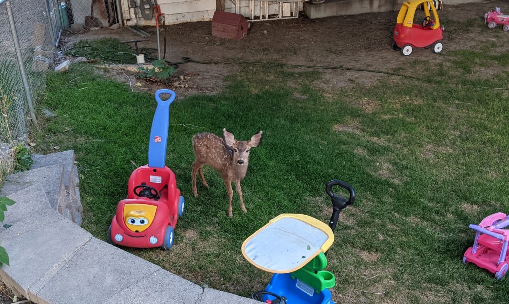 Deer in yard